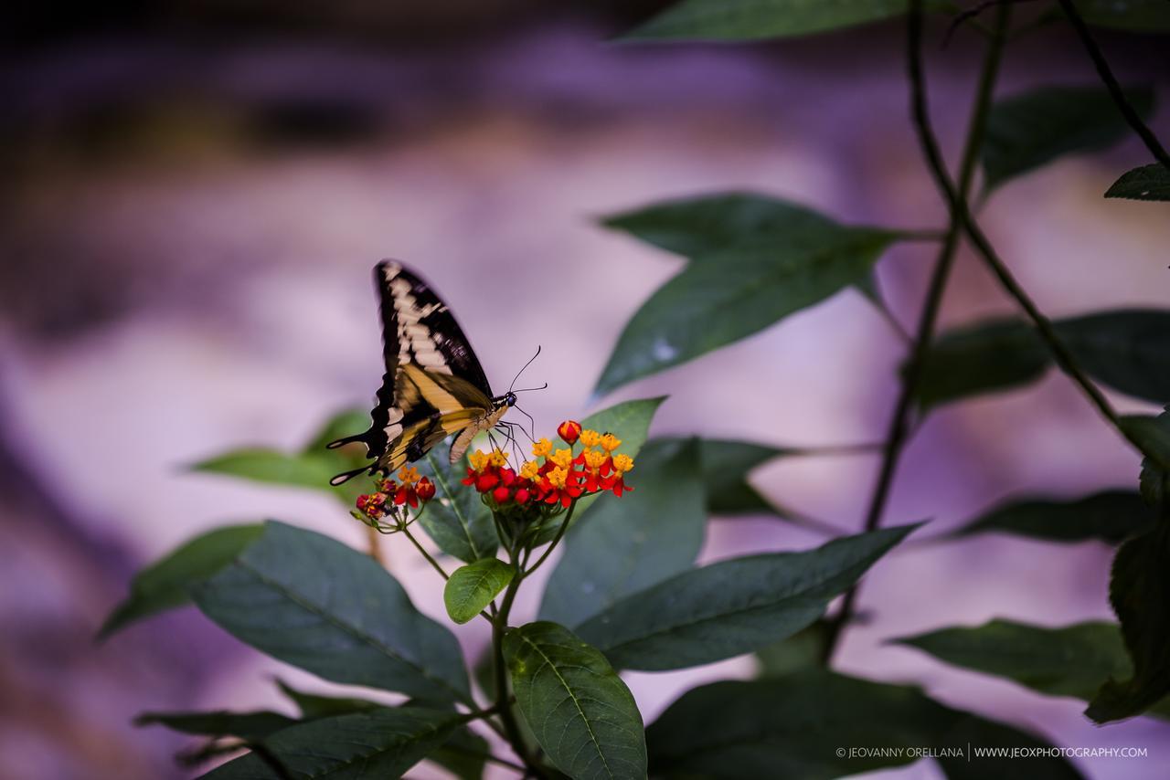 Mayan Hills Resort Copan Ruinas Ngoại thất bức ảnh